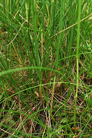 Deschampsia flexuosa \ Draht-Schmiele / Wavy Hair Grass, D Drover Heide 24.5.2018