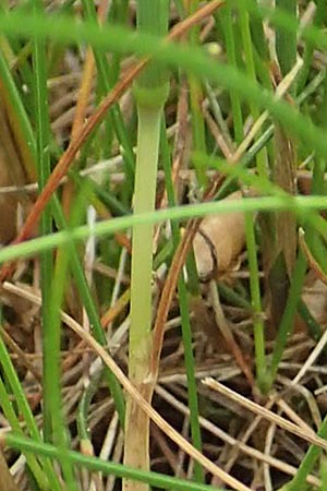 Deschampsia flexuosa \ Draht-Schmiele / Wavy Hair Grass, D Drover Heide 24.5.2018