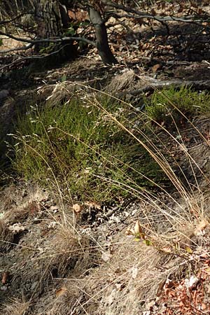 Deschampsia flexuosa \ Draht-Schmiele / Wavy Hair Grass, D Dossenheim 30.9.2018