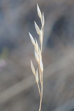 Deschampsia flexuosa \ Draht-Schmiele / Wavy Hair Grass, D Dossenheim 30.9.2018
