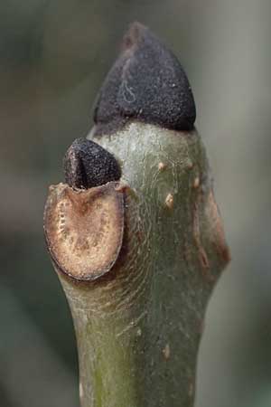 Fraxinus excelsior \ Gew�hnliche Esche / Ash, D Ludwigshafen 9.2.2024