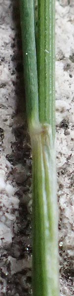 Festuca filiformis \ Haar-Schwingel / Fine-Leaf Sheep Fescue, D Mannheim 12.5.2017