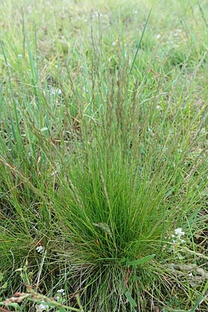 Festuca filiformis \ Haar-Schwingel / Fine-Leaf Sheep Fescue, D R&ouml;dermark 13.5.2017