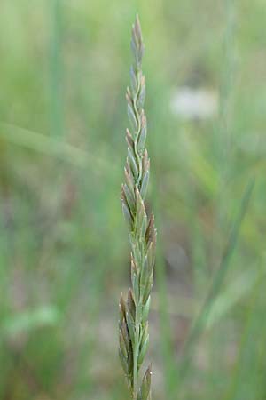 Festuca filiformis \ Haar-Schwingel / Fine-Leaf Sheep Fescue, D R&ouml;dermark 13.5.2017