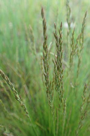 Festuca filiformis \ Haar-Schwingel / Fine-Leaf Sheep Fescue, D R&ouml;dermark 13.5.2017