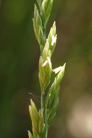 Festuca filiformis \ Haar-Schwingel / Fine-Leaf Sheep Fescue, D Mannheim 2.6.2017