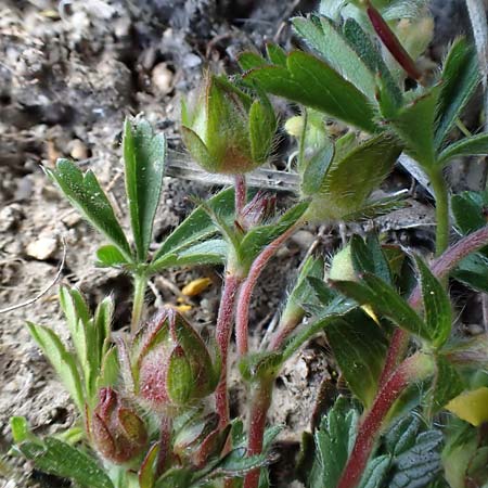 Potentilla verna \ Fr&uuml;hlings-Fingerkraut / Spring Cinquefoil, D Weinheim an der Bergstra&szlig;e 31.3.2020