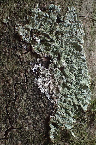 Melanohalea laciniatula ? \ Braunblattflechte, D Bochum 9.8.2021