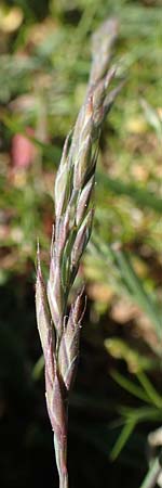 Festuca brevipila \ Raubl�ttriger Schaf-Schwingel / Hard Fescue, D Karlsruhe 30.4.2018