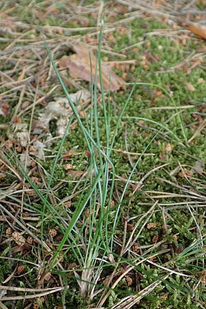 Deschampsia flexuosa \ Draht-Schmiele / Wavy Hair Grass, D Bad D&uuml;rkheim 1.6.2018