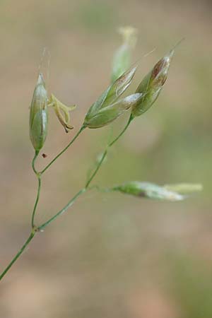 Deschampsia flexuosa \ Draht-Schmiele / Wavy Hair Grass, D Bad D&uuml;rkheim 1.6.2018