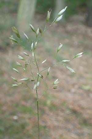Deschampsia flexuosa \ Draht-Schmiele / Wavy Hair Grass, D Bad D&uuml;rkheim 1.6.2018