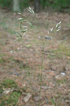 Deschampsia flexuosa \ Draht-Schmiele / Wavy Hair Grass, D Bad D&uuml;rkheim 1.6.2018