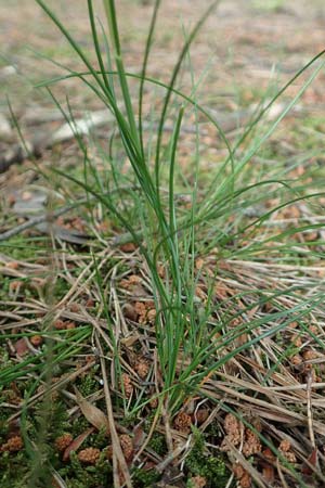Deschampsia flexuosa \ Draht-Schmiele / Wavy Hair Grass, D Bad D&uuml;rkheim 1.6.2018