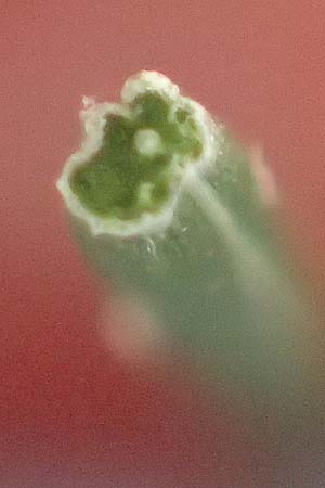 Deschampsia flexuosa \ Draht-Schmiele / Wavy Hair Grass, D Bad D&uuml;rkheim 1.6.2018