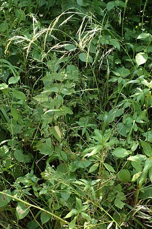 Festuca gigantea \ Riesen-Schwingel / Giant Fescue, D Neulu&szlig;heim 7.7.2018