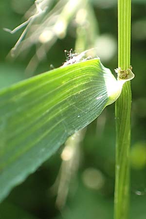 Festuca gigantea \ Riesen-Schwingel / Giant Fescue, D Neulu&szlig;heim 7.7.2018