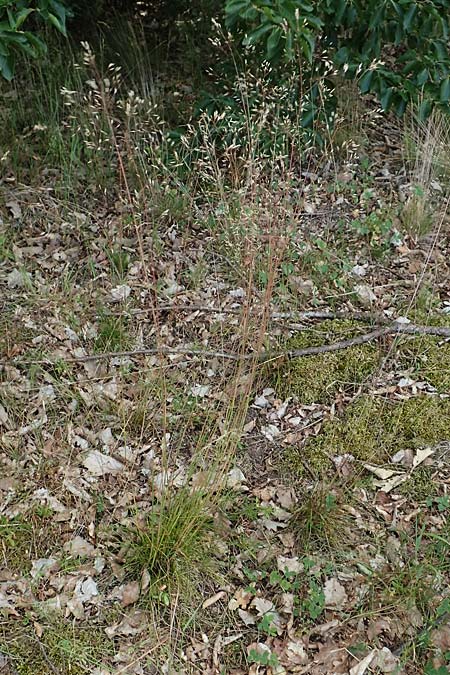 Deschampsia flexuosa \ Draht-Schmiele / Wavy Hair Grass, D Erlenbach am Main 24.6.2017