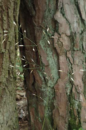 Deschampsia flexuosa \ Draht-Schmiele / Wavy Hair Grass, D Erlenbach am Main 24.6.2017