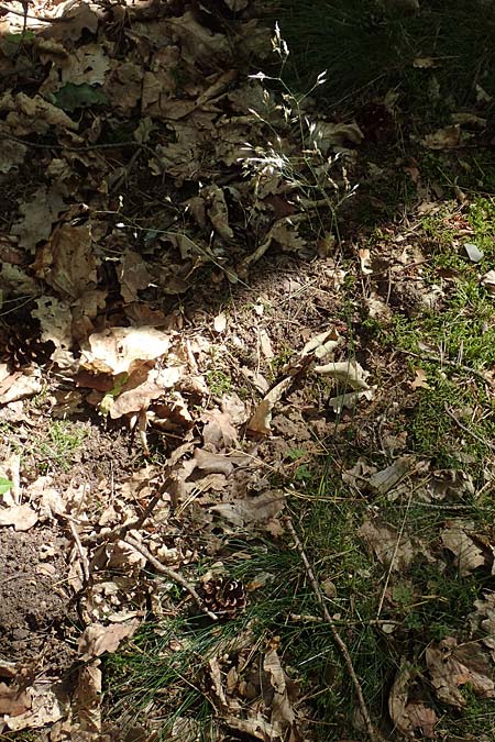 Deschampsia flexuosa \ Draht-Schmiele / Wavy Hair Grass, D Erlenbach am Main 24.6.2017
