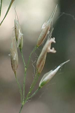 Deschampsia flexuosa \ Draht-Schmiele / Wavy Hair Grass, D Erlenbach am Main 24.6.2017