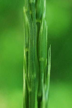 Festuca heterophylla \ Verschiedenbl�ttriger Schwingel / Variousleaf Fescue, D Billigheim-Waldm&uuml;hlbach 11.5.2024