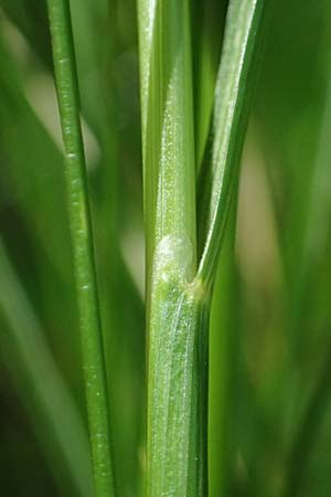 Festuca heterophylla \ Verschiedenbl�ttriger Schwingel / Variousleaf Fescue, D Billigheim-Waldm&uuml;hlbach 11.5.2024