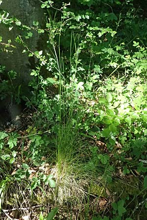 Festuca heterophylla \ Verschiedenbl�ttriger Schwingel / Variousleaf Fescue, D Billigheim-Waldm&uuml;hlbach 11.5.2024