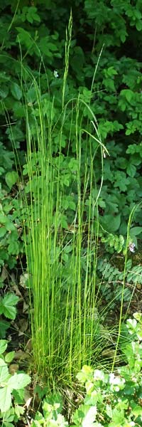 Festuca heterophylla \ Verschiedenbl�ttriger Schwingel / Variousleaf Fescue, D Billigheim-Waldm&uuml;hlbach 11.5.2024
