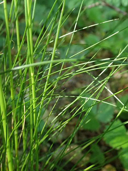 Festuca heterophylla \ Verschiedenbl�ttriger Schwingel / Variousleaf Fescue, D Billigheim-Waldm&uuml;hlbach 11.5.2024