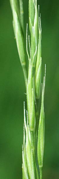 Festuca heterophylla \ Verschiedenbl�ttriger Schwingel / Variousleaf Fescue, D Billigheim-Waldm&uuml;hlbach 11.5.2024