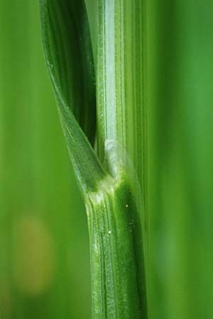 Festuca heterophylla \ Verschiedenbl�ttriger Schwingel / Variousleaf Fescue, D Billigheim-Waldm&uuml;hlbach 11.5.2024