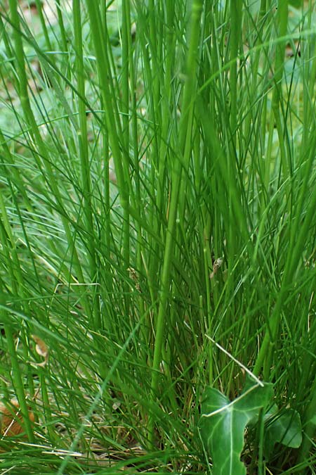 Festuca heterophylla \ Verschiedenbl�ttriger Schwingel / Variousleaf Fescue, D Eiersheim 31.5.2025
