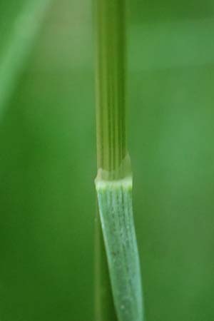 Festuca heterophylla \ Verschiedenbl�ttriger Schwingel / Variousleaf Fescue, D Eiersheim 31.5.2025