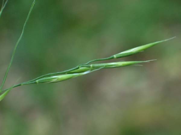 Festuca heterophylla \ Verschiedenbl�ttriger Schwingel / Variousleaf Fescue, D Eiersheim 31.5.2025