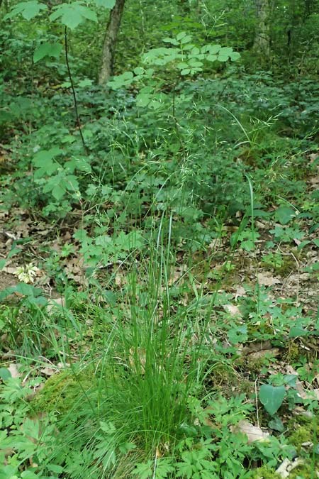 Festuca heterophylla \ Verschiedenbl�ttriger Schwingel / Variousleaf Fescue, D Eiersheim 31.5.2025
