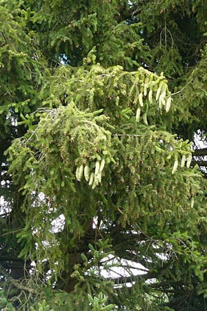 Picea abies \ Fichte, Rottanne / Norway Spruce, D Allensbach 25.7.2015