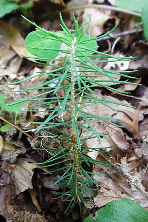 Picea abies \ Fichte, Rottanne / Norway Spruce, D Me&szlig;stetten-Unterdigisheim (Schw&auml;b. Alb) 11.7.2015