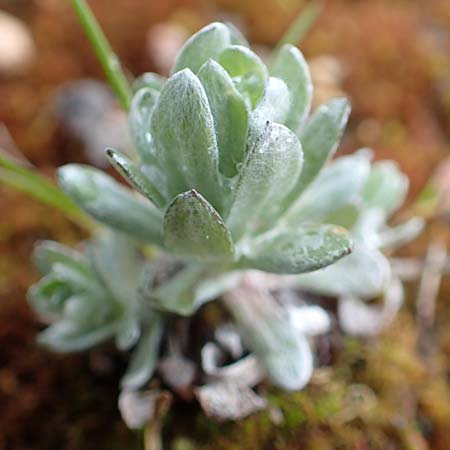 Filago arvensis \ Acker-Filzkraut / Field Cudweed, D St. Leon - Rot 23.3.2018