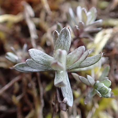 Filago arvensis \ Acker-Filzkraut / Field Cudweed, D St. Leon - Rot 23.3.2018