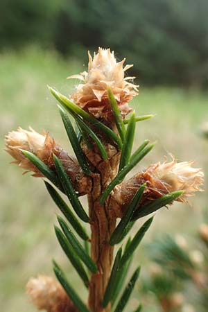 Picea abies \ Fichte, Rottanne / Norway Spruce, D Ottorfszell 13.5.2018