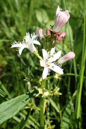 Menyanthes trifoliata \ Fieberklee / Bogbean, D Raubach 1.6.2019