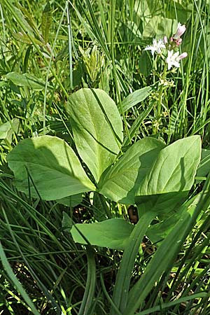 Menyanthes trifoliata \ Fieberklee / Bogbean, D Raubach 1.6.2019
