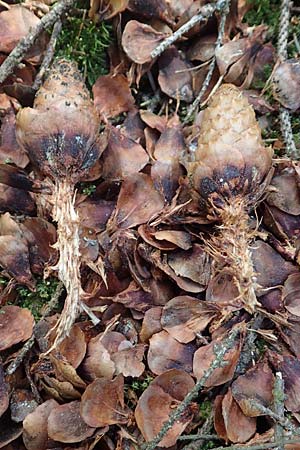 Picea abies \ Fichte, Rottanne / Norway Spruce, D Attendorn-Albringhausen 12.6.2020