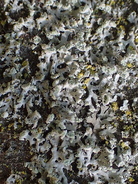 Parmotrema perlatum ? \ Breitlappige Schl�sselflechte, D Bochum 9.8.2021