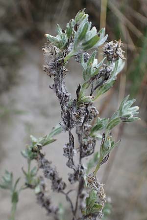 Filago arvensis \ Acker-Filzkraut / Field Cudweed, D Hohwacht 13.9.2021