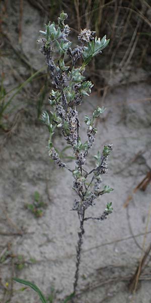 Filago arvensis \ Acker-Filzkraut / Field Cudweed, D Hohwacht 13.9.2021