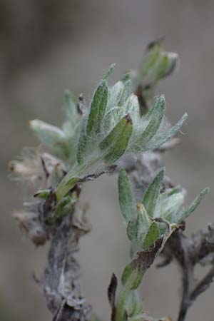 Filago arvensis \ Acker-Filzkraut / Field Cudweed, D Hohwacht 13.9.2021