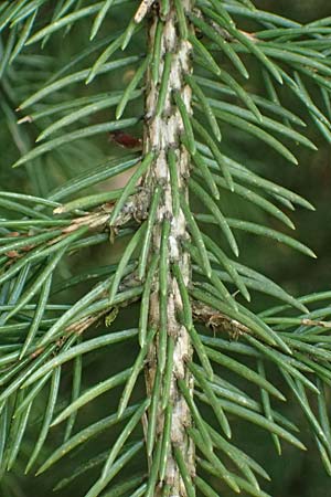 Picea abies \ Fichte, Rottanne / Norway Spruce, D Hagen 11.4.2025