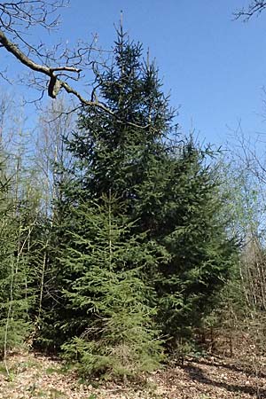 Picea abies \ Fichte, Rottanne / Norway Spruce, D Hagen 11.4.2025